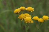 Tanacetum millefolium