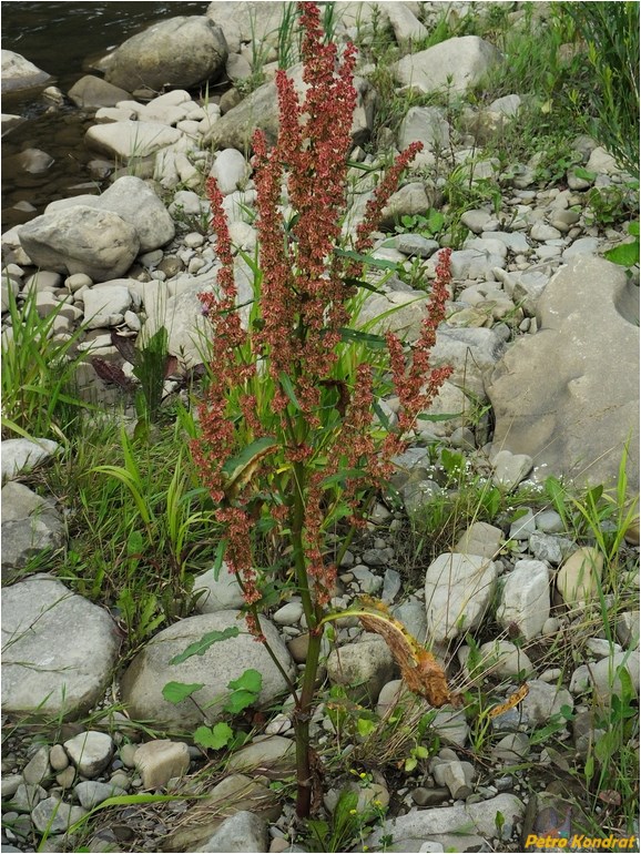 Изображение особи Rumex crispus.