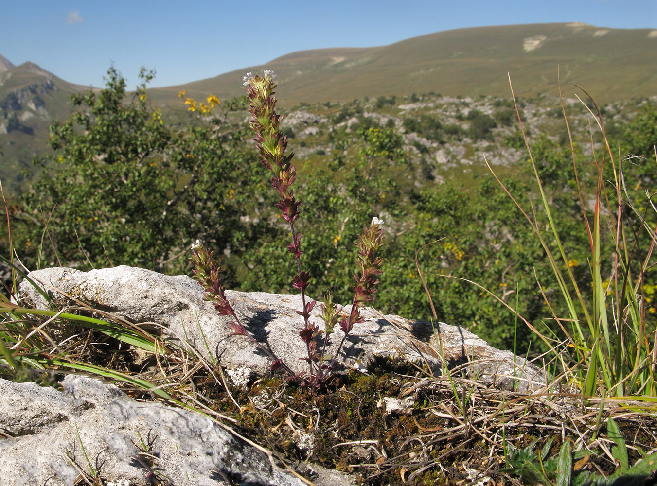 Изображение особи Euphrasia ossica.