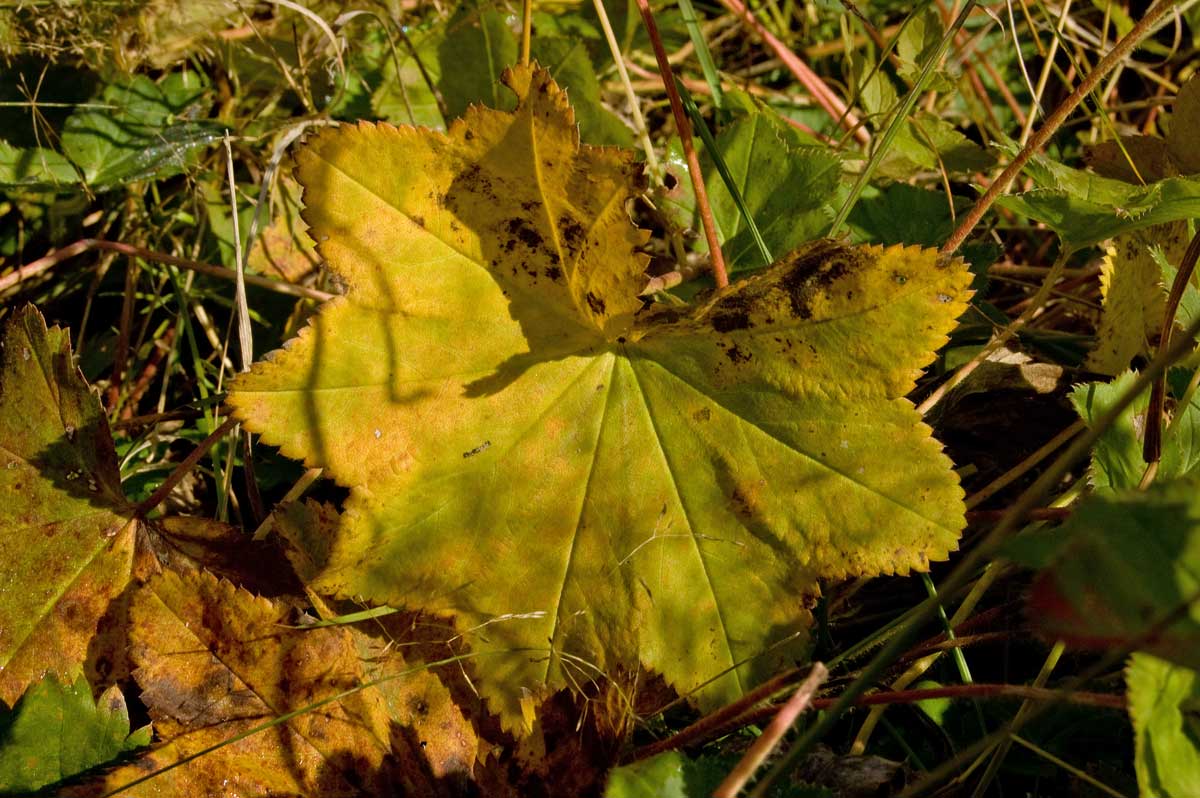 Изображение особи род Alchemilla.