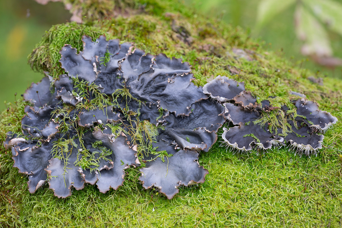 Image of Peltigera canina specimen.