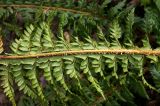 Polystichum aculeatum