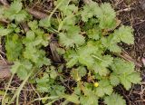 Potentilla gelida подвид boreo-asiatica. Прикорневые листья. Якутия, Нерюнгринский р-н, окр перевала Тит, в полосе ЛЭП в р-не 502 км трассы АЯМ. 12.07.2016.