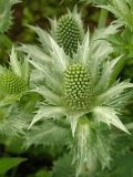 Eryngium giganteum