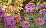 Symphyotrichum novae-angliae