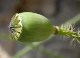 Papaver rhoeas. Плод-коробочка. Греция, Эгейское море, о. Парос, пос. Дриос, у каменного забора на обочине дороги. 10.04.2018.