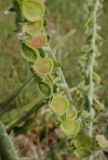 Cynoglossum columnae