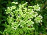 Heracleum sphondylium