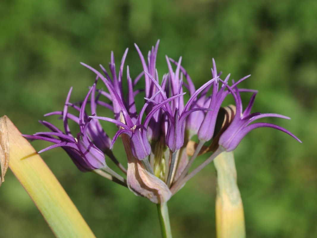 Image of Allium falcifolium specimen.