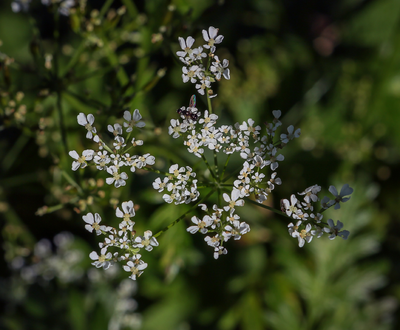 Изображение особи Anthriscus sylvestris.