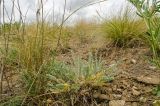 Astragalus testiculatus