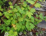 Acer ukurunduense