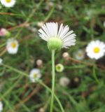 Erigeron karvinskianus. Соцветие (вид со стороны обёртки). Южный Берег Крыма, Артек, клумба. 19 июля 2010 г.