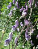 Aconitum septentrionale