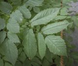 Aruncus dioicus. Лист. Москва, Аптекарский огород, теневой сад, в культуре. 03.09.2021.