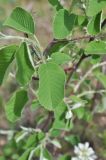 Amelanchier alnifolia