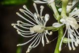 Actaea spicata