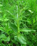 Epipactis helleborine