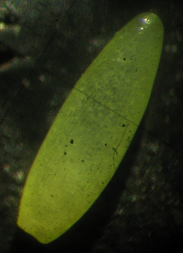 Изображение особи Caulinia tenuissima.