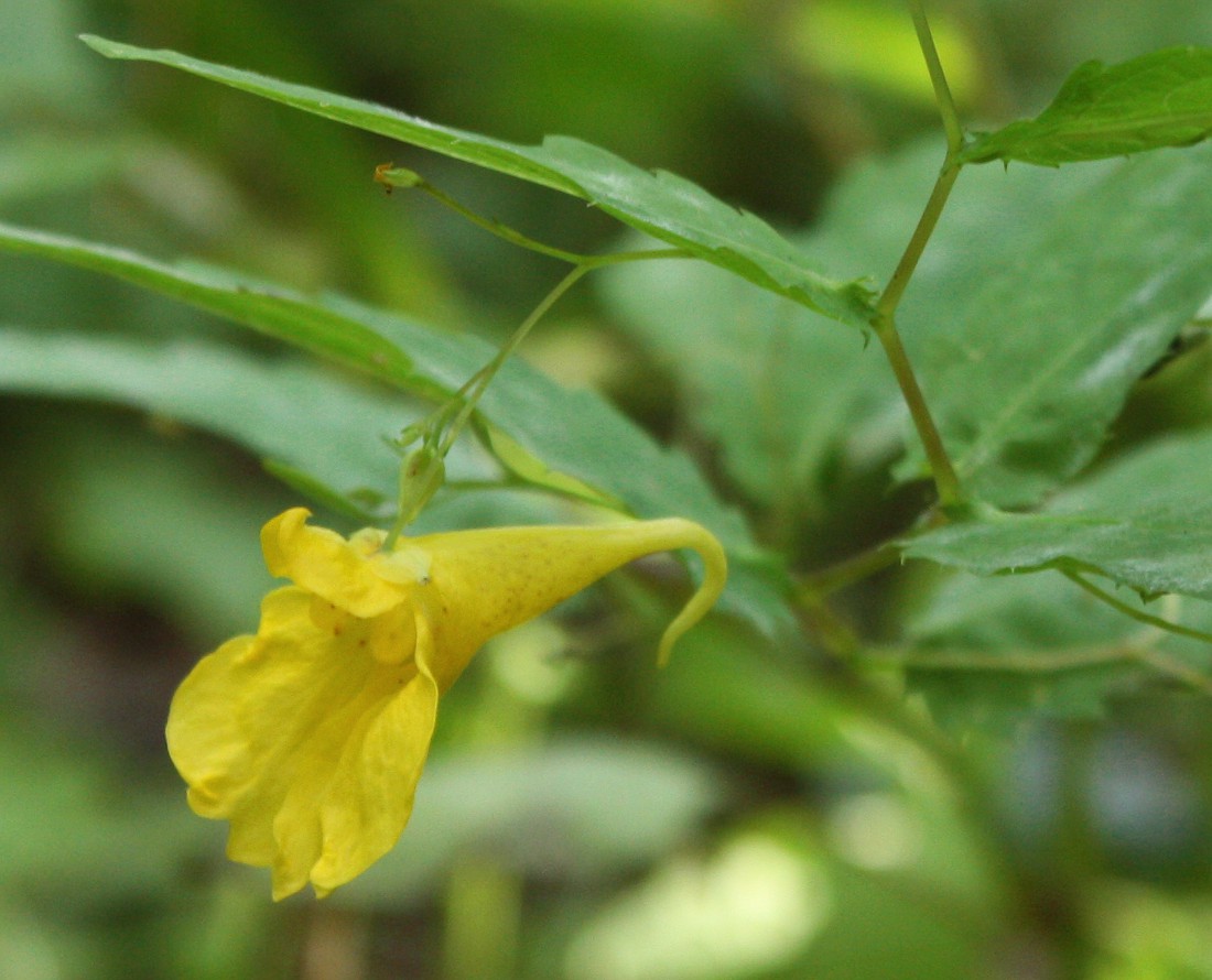 Изображение особи Impatiens noli-tangere.