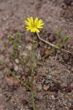 Crepis pulchra ssp. turkestanica