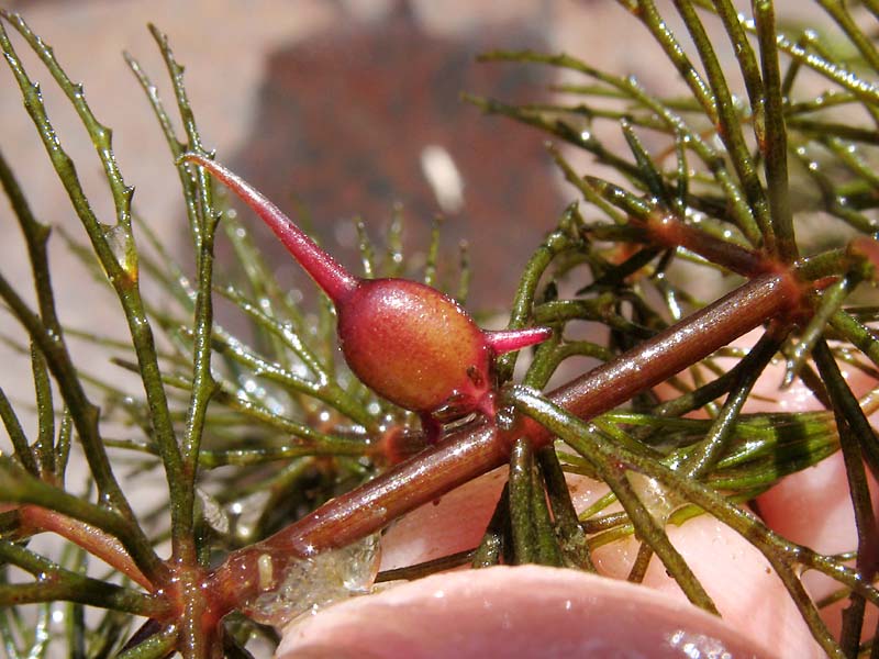 Изображение особи Ceratophyllum demersum.