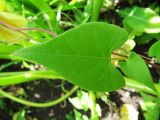 Fallopia convolvulus