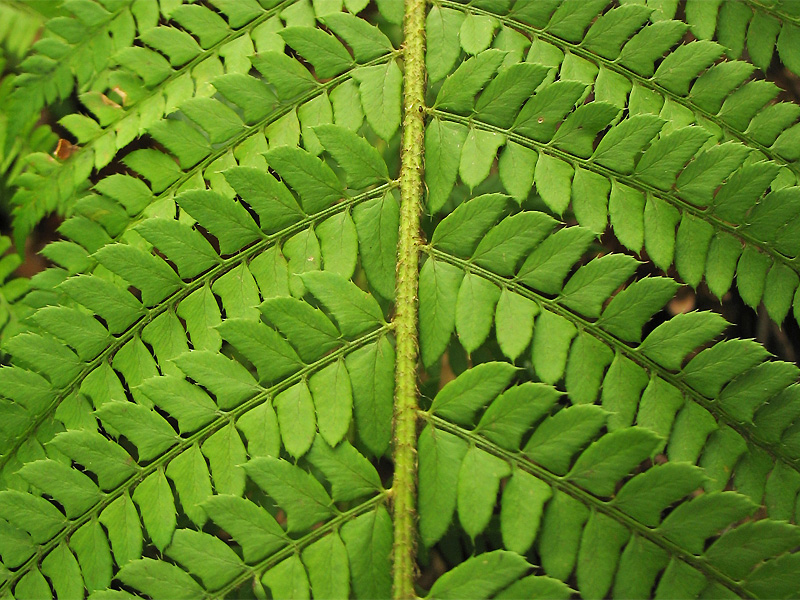 Изображение особи Polystichum aculeatum.