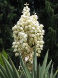 Yucca gloriosa. Соцветие и верхушки листьев. Южный берег Крыма, Никитский ботанический сад. 05.06.2009.