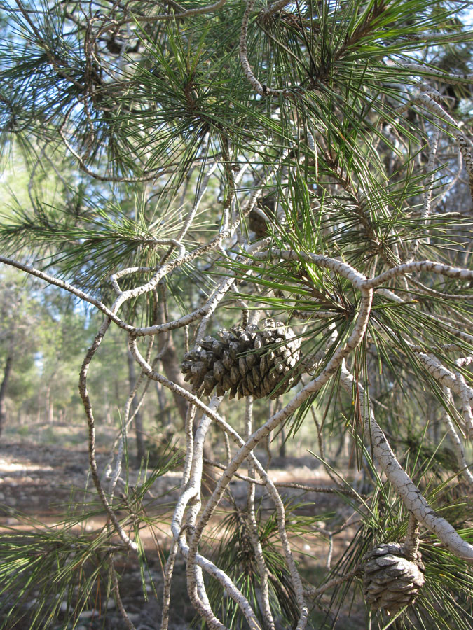 Изображение особи Pinus halepensis.