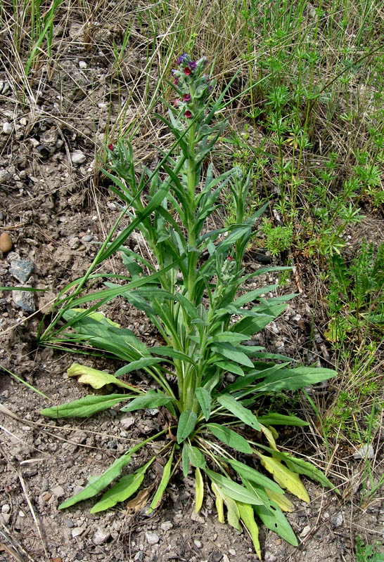 Изображение особи Cynoglossum officinale.