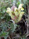 Scutellaria przewalskii