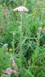 Achillea asiatica