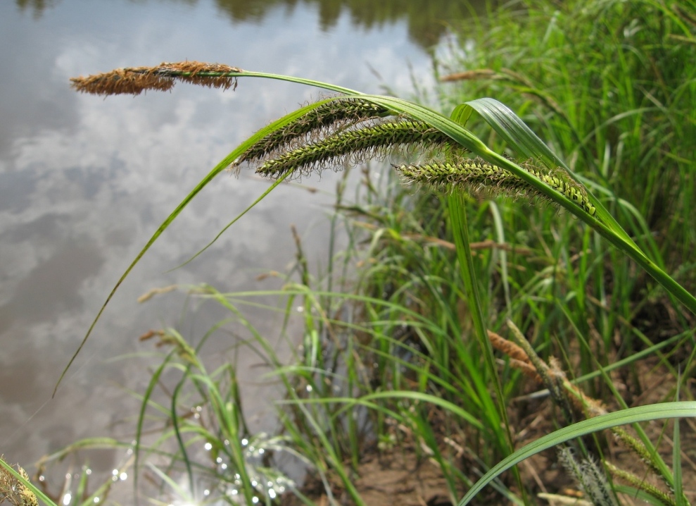 Изображение особи Carex acuta.