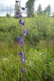 Delphinium crassifolium