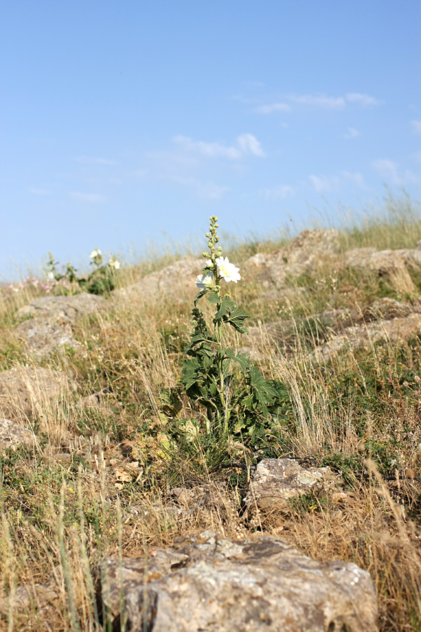 Изображение особи Alcea nudiflora.