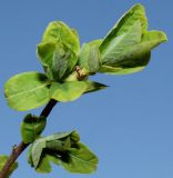 Exochorda giraldii