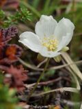 Rubus chamaemorus. Цветок (запоздалое цветение). Мурманск, Горелая сопка, а заболоченном участке кустарничковой тундры. Конец августа.
