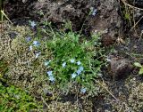 Eritrichium sericeum. Цветущее растение. Камчатский край, Ключевская группа вулканов, Толбачинский дол. 18.07.2013.