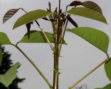 Erythrina crista-galli