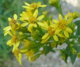 Solidago подвид taurica