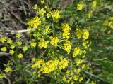 Bupleurum scorzonerifolium. Соцветие. Иркутская обл., Иркутский р-н, окр. дер. Позднякова, залежь на вершине холма. 20.07.2015.