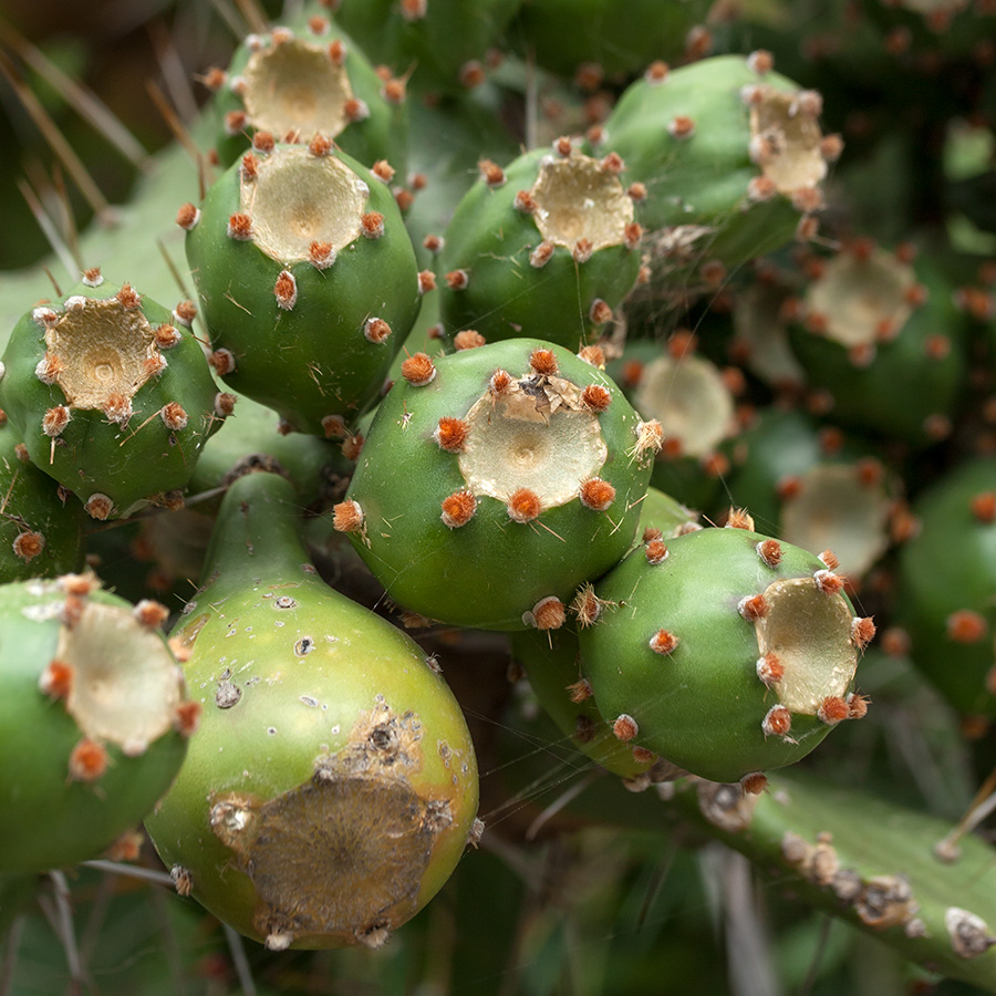 Изображение особи Opuntia monocantha.