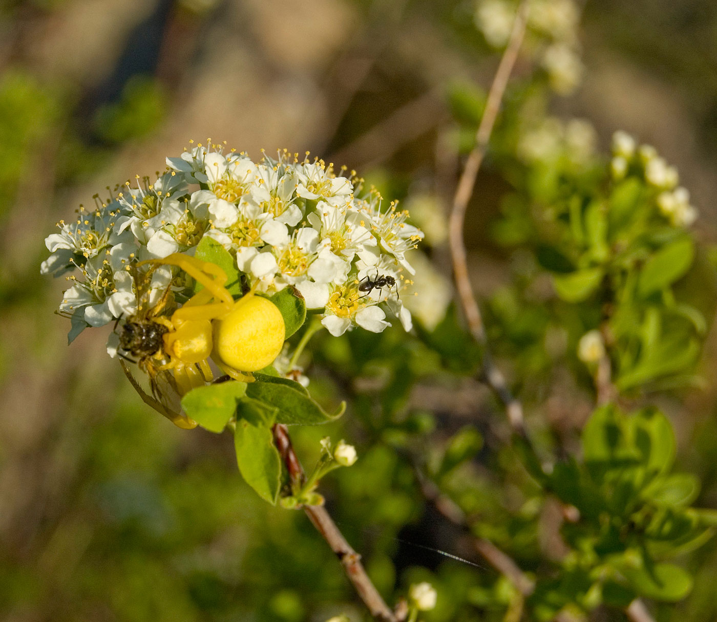 Изображение особи Spiraea hypericifolia.