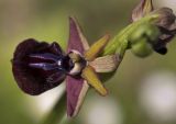 Ophrys mammosa. Цветок. Греция, Пелопоннес, окр. г. Пиргос, муниципальный парк. 21.03.2015.