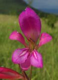 Gladiolus italicus. Цветок. Крым, Байдарская долина, окр. с. Тыловое, сухой луг. 9 июня 2016 г.