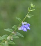 Scutellaria galericulata