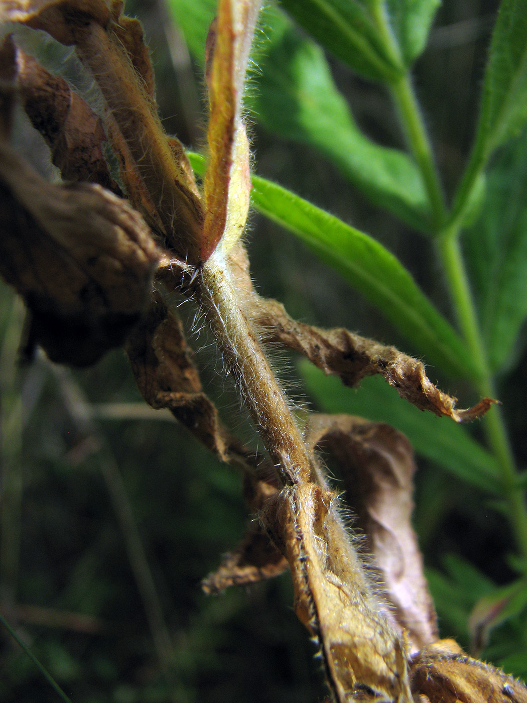 Изображение особи Epilobium hirsutum.