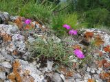 Dianthus versicolor