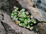 Cochlearia officinalis. Плодоносящее растение. Исландия, полуостров Снайфедльснес, скалистое побережье. 08.08.2016.